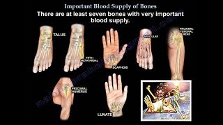 Important Blood Supply of Bones Animation  Everything You Need to Know  Dr Nabil Ebraheim MD [upl. by Adnilemreh826]