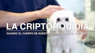 La criptorquidia en los perros  Perro macho con un solo testículo o sin testículos  DOGKING [upl. by Zoi628]