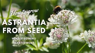 How to Grow Astrantia from Seed  Beginners Guide  Perennial Garden [upl. by Anirret574]