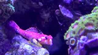 Species Spotlight Ruby Red Dragonet Synchiropus sp [upl. by Blount]