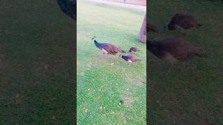 Mother peahen 🦚 teaching its chicks 🐤 to find food ❤️ 🥰 budgies parakeet parrot [upl. by Kcirtapnaes421]