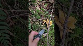 chanterelle mushroom foraging in Washington  Nấm ở Washington [upl. by Aramen780]