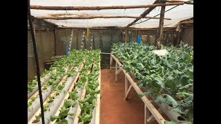 Hydroponics farming system in Kenya  part 1 [upl. by Shargel]