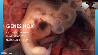 GENES HOX EMBRIOLOGIA CES [upl. by Ier]