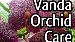 Vanda Orchid Care Tips  My Vanda X in full bloom  Everyone loves a Purple Orchid [upl. by Rabbaj]