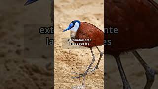 Curiosidades sobre las Jacanas Aves Acuáticas Extraordinarias [upl. by Ahmed565]