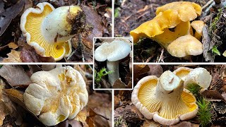 Blasser Pfifferling Cantharellus pallens  Cantharellus cibarius var pallens [upl. by Epilef]