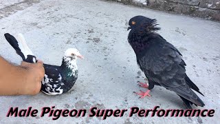 Pigeon Sounds To Attract Pigeons  Male Pigeon Super Performance  Black Pigeon [upl. by Akienahs649]