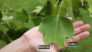 Tulip tree  Liriodendron tulipifera [upl. by Caitrin]