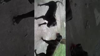 Presa canario cruza con pitbul gigante [upl. by Eitsrik665]