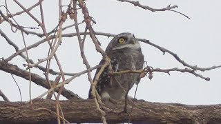 Spotted owlet reacts to very vocal whiteeyed buzzards flying overhead [upl. by Adlai527]