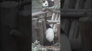 Mothers Pride Baby Pandas Delightful Playtime Show 🐼🎈 [upl. by Chrotoem999]