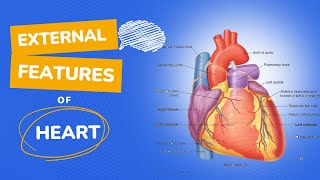 External features of Heart  Thorax Anatomy  Heart Anatomy [upl. by Ryle]