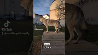 czechoslovakian wolfdog howling [upl. by Massiw]