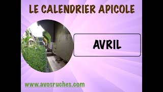 Calendrier Apicole  AVRIL [upl. by Sivraj208]