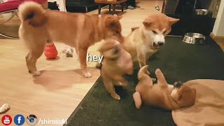 oh mai hevans MLIP  Ep 59  Shiba Inu puppies [upl. by Gaylor]