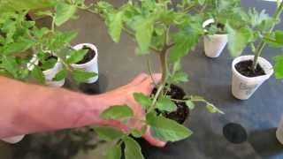 How to Create Double Stem Tomatoes What are Double Production Stems  The Rusted Garden 2013 [upl. by Einberger]