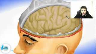 Brain Meninges  Pia and Arachnoid Mater [upl. by Nevaed]