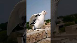 Beautiful Fancy Pigeon ❤️💫 youtube pigeon kabutar whatsapp birds love viral shorts [upl. by Ariaek]