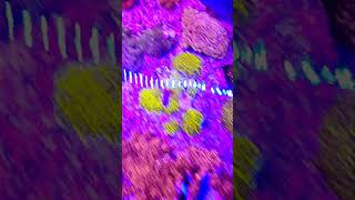 how to get zoanthids to grow faster zoanthids zoas corals [upl. by Nnylrac]