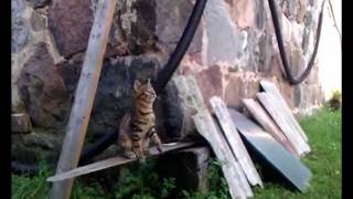 Funny Cat Playing Basketball [upl. by Neerhtak]