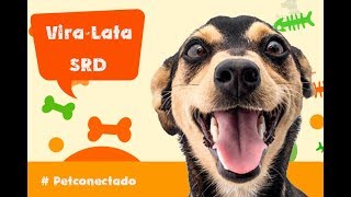 Vira Lata  Raça de cachorro  Vídeo Petconectado [upl. by Ykroc]