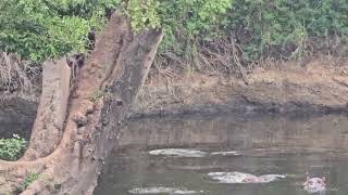 Hippo Point with Baboons playing above them a dangerous game it is [upl. by Rufford]