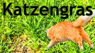 Wissenswertes um Katzengras [upl. by Page]