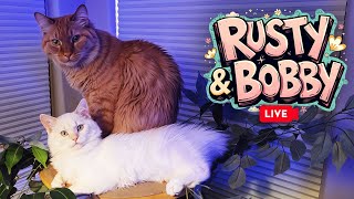 Rusty amp Bobby LIVE Live Stream [upl. by Eadahc]