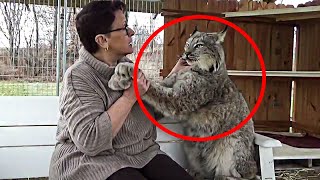 The Reaction Of This Canadian Lynx When A Trainer Goes To Pet Him [upl. by Natsirk]