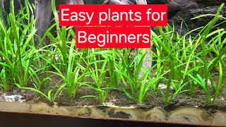 Easy plants for a fish tank fishtank aquarium plantedtank animals baby fish [upl. by Lancaster]