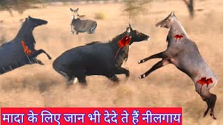 Yaha do Male Nilgai Leader Banane ke liye Taiyar [upl. by Arekahs]