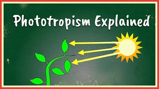 Phototropism Explained [upl. by Leighton]