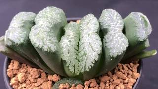 Haworthia truncata Collection  How to grow these succulents and Haworthia varieties [upl. by Naraa]