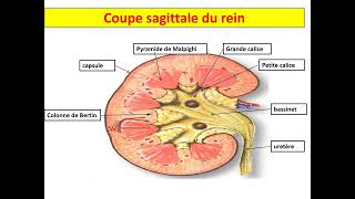 Histologie de lappareil urinaire 1 Dr MESSALA Oran [upl. by Wrand778]