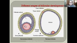 Oogenesis Ovulation and Reproductive Cycles [upl. by Hadwyn]