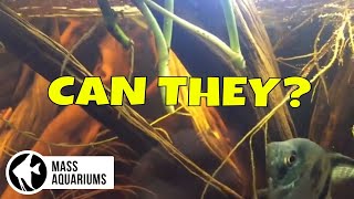 Can House Plants REMOVE NITRATES from your AQUARIUM [upl. by Eisnyl24]