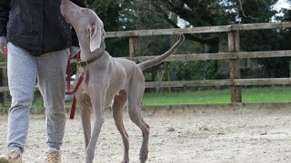 Luther  Weimaraner  2 Week Residential Dog Training at Adolescent Dogs [upl. by Repotsirhc567]