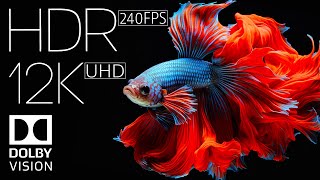 EXPLOSIVE COLORS  12K ULTRA HD HDR NATURE amp WILDLIFE in 240 FPS [upl. by Hagan219]