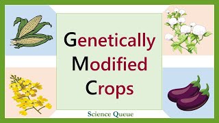 Genetically Modified Crops  Genetic Modification  Transgenic Crops [upl. by Choo251]