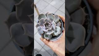 echeveria lilacina Pink [upl. by Aicatsue]