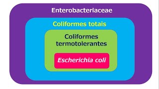 Análise microbiológica de Enterobacteriaceae [upl. by Adnwahsor385]