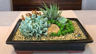 Succulent Arrangement in Rectangular Pot [upl. by Annmaria]