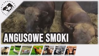 Lubuskie Angusowo  S2 E33  Angusowe Smoki czyli o tym czy Angusy nadają się na opas [upl. by Aikat]