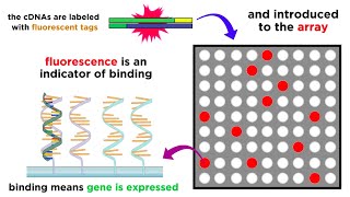 Gene Expression Analysis and DNA Microarray Assays [upl. by Ardnikat]