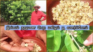 இல்லம் நறுமண பெற மகிழம் பூ வளர்ப்போம்How To Maintain Mimusops Elengi or Spanish Cherry Plant [upl. by Cathleen]