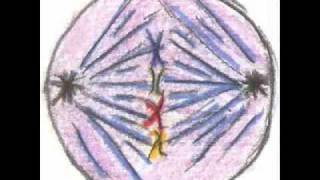 Mitosis Flipbook Animations [upl. by Olympias]