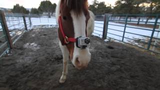 How To Attatch Your GoPro To Your Horse [upl. by Attenor]