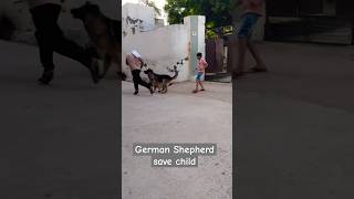 German Shepherd save child short dog germanshepherd viralvideo trending doglover dogs [upl. by Cade]