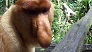 Proboscis monkey at Singapore Zoo [upl. by Onitrof]